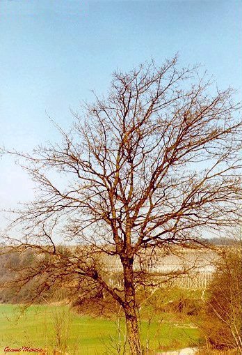 Acero campestre - Albero