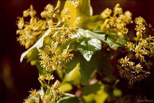 Acero campestre (Acer campestre) - Fiori