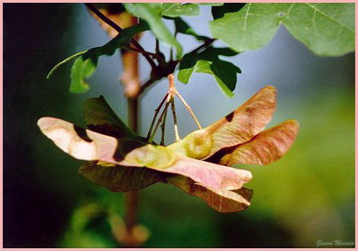 Acero campestre (Acer campestre) - Frutti