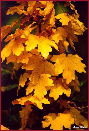 Acero campestre (Acer campestre) - Particolare delle foglie