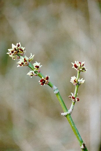 Acero americano (Acer negundo) - Fiori