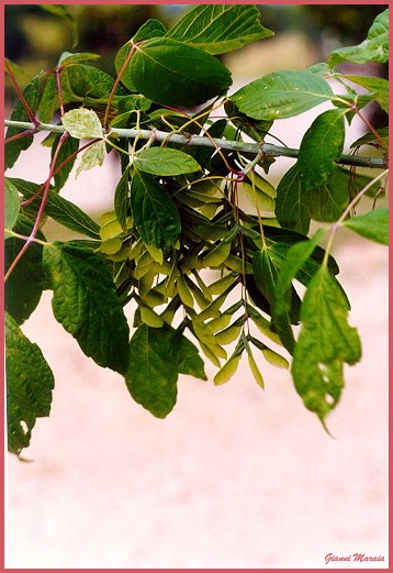 Acero americano (Acer negundo) - Foglie e frutti