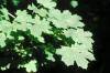 Acero riccio (Acer platanoides) - Foglie