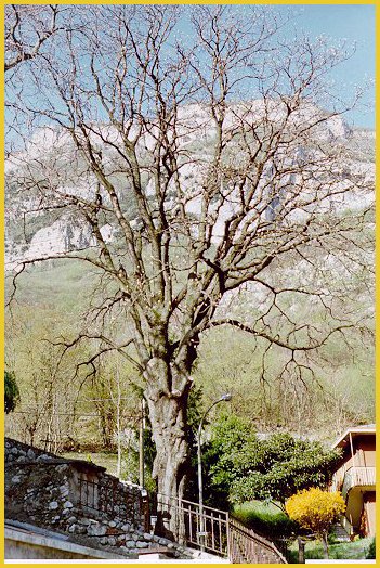 Ippocastano (Aesculus hippocastanum) -  Albero