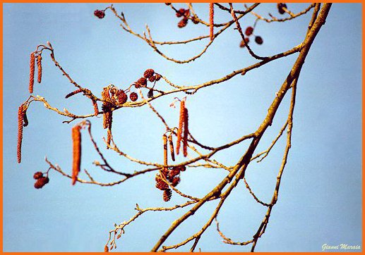 Ontano nero (Alnus glutinosa) - Fiori maschili