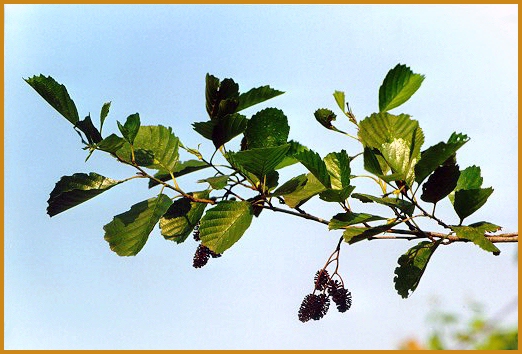 Ontano nero (Alnus glutinosa) - Strobili