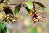 Carpino bianco (Carpinus betulus) - Foglie e frutti