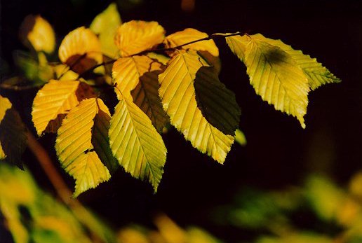 Carpino bianco (Carpinus betulus) - Foglie