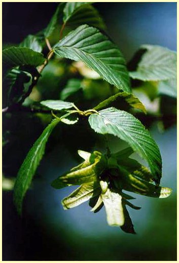 Carpino bianco (Carpinus betulus) - Albero