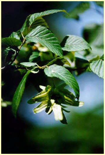 Carpino bianco (Carpinus betulus) - Foglie e frutti