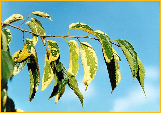 Bagolaro (Celtis australis) - Foglie