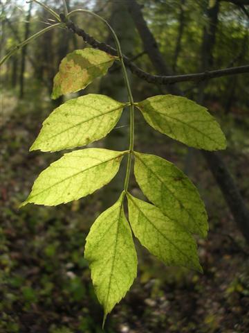 Frassino americano (Fraxinus americana) - Foglie