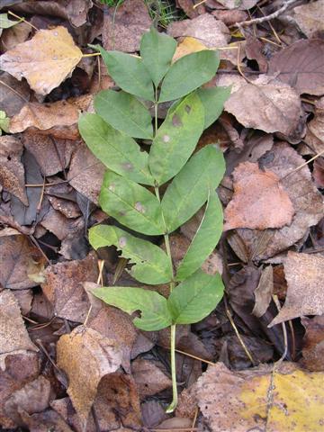 Frassino americano (Fraxinus americana) - Foglie