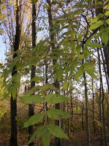 Frassino americano (Fraxinus americana)