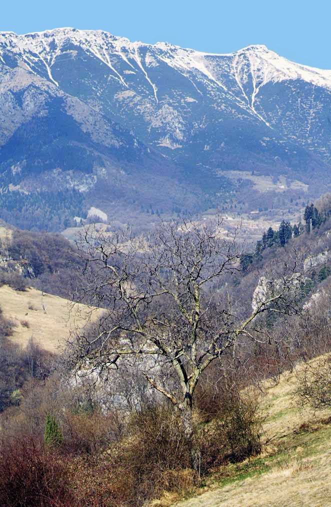 Noce (Juglans regia) - Albero