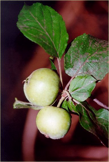 Melo (Malus sylvestris) - Frutti