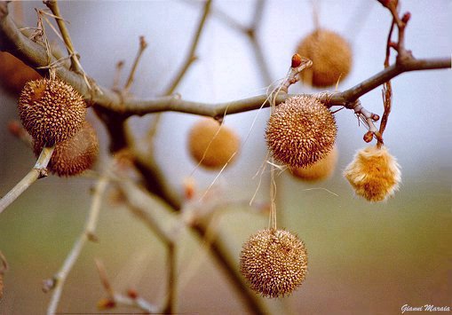 Platano (Platanus acerifolia)