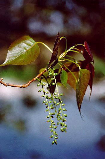 Pioppo nero (Populus nigra) - Particolare