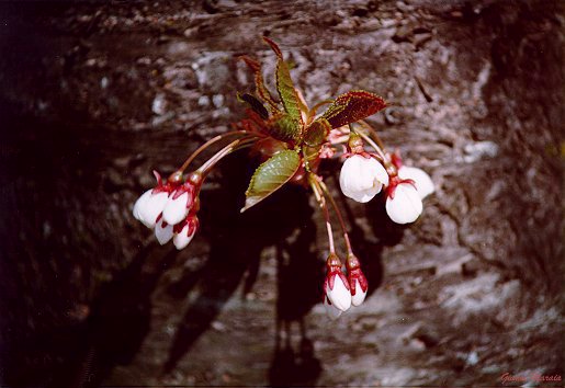 Ciliegio selvatico (Prunus avium) -  Fiori