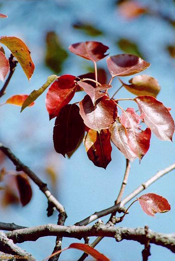 Pero (Pyrus communis) - Foglie