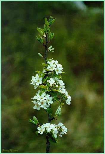 Pero (Pyrus communis) - Fiori