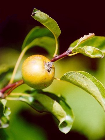 Pero (Pyrus communis) - Frutti