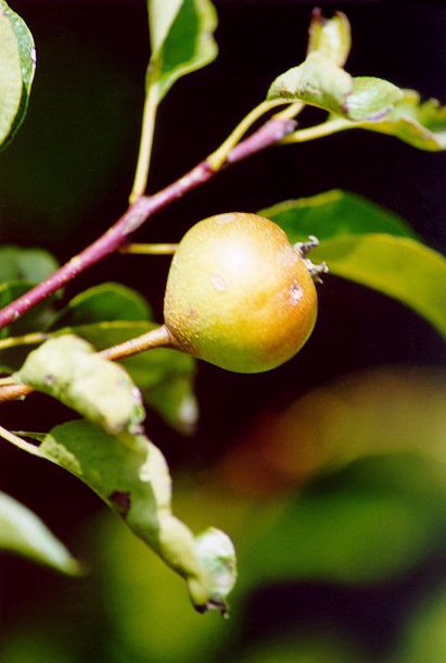 Pero (Pyrus communis) - Frutti