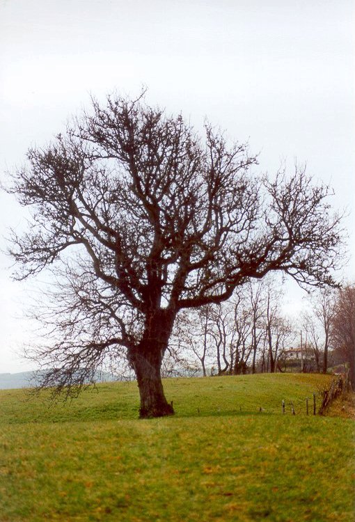 Pero (Pyrus communis) - Albero