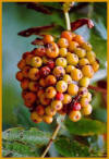 Sorbo degli uccellatori (Sorbus aucuparia) -  Frutti