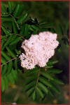 Sorbo degli uccellatori (Sorbus aucuparia) - Fiori
