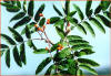 Sorbo degli uccellatori (Sorbus aucuparia) - Foglie e frutti