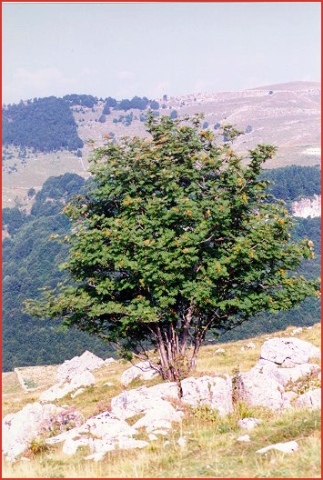Sorbo degli uccellatori (Sorbus aucuparia) - Albero
