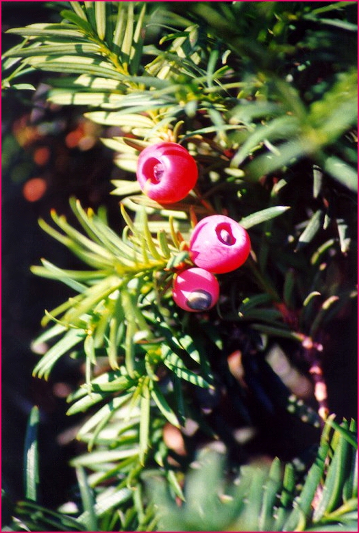 Tasso (Taxus baccata) - Particolare