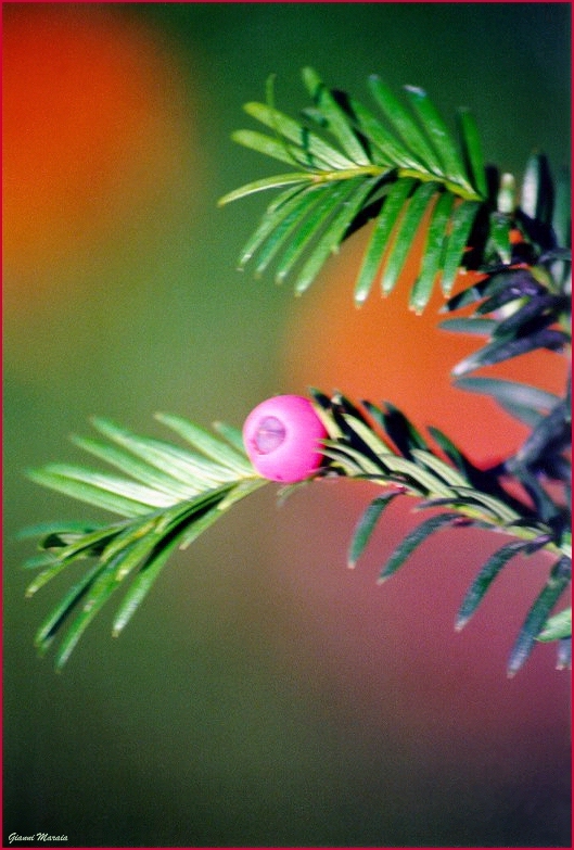 Tasso (Taxus baccata) - Particolare