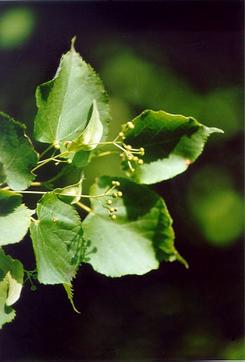 Tiglio (Tilia cordata) - Foglie e fiori