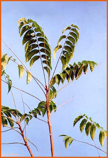Ailanto - Ailanthus altissima