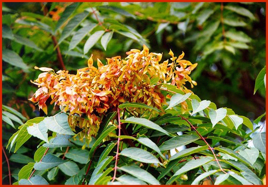 Ailanto - Ailanthus altissima