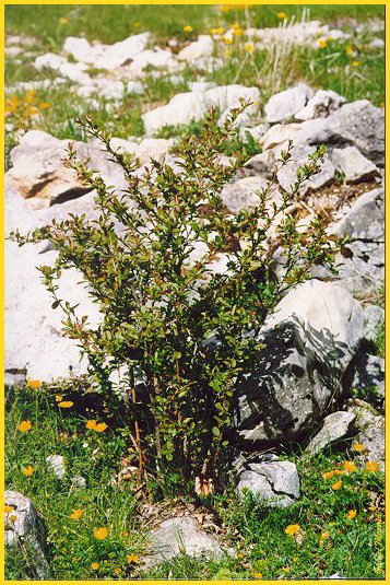 Crespino - Berberis vulgaris