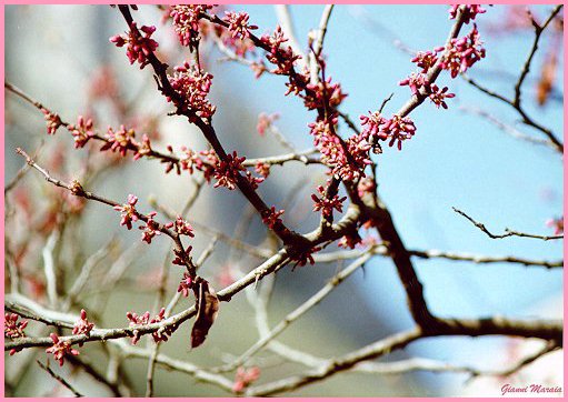  Albero di Giuda (Cercis siliquastrum) - Fiori