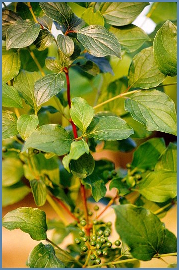 Sanguinello (Cornus sanguinea)