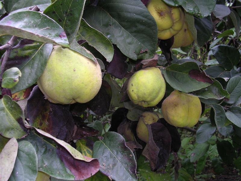 Cotogno - Cydonia oblonga - Frutti