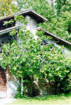Fico - Ficus carica - Albero