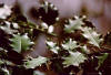 Agrifoglio - Ilex aquifolium - Foglie