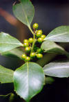 Agrifoglio - Ilex aquifolium - Fiori
