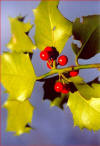 Agrifoglio - Ilex aquifolium - Frutti