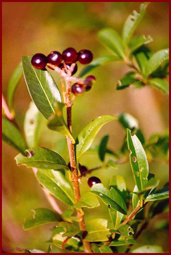 Ligustro - Ligustrum vulgare - Frutti