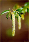 Carpino nero - Ostrya carpinifolia - Fiori