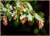 Carpino nero - Ostrya carpinifolia - Frutti