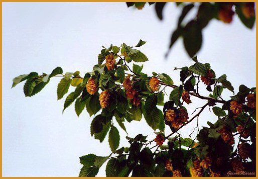 Carpino nero - Ostrya carpinifolia - Frutti