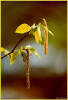 Carpino nero - Ostrya carpinifolia - Fiori